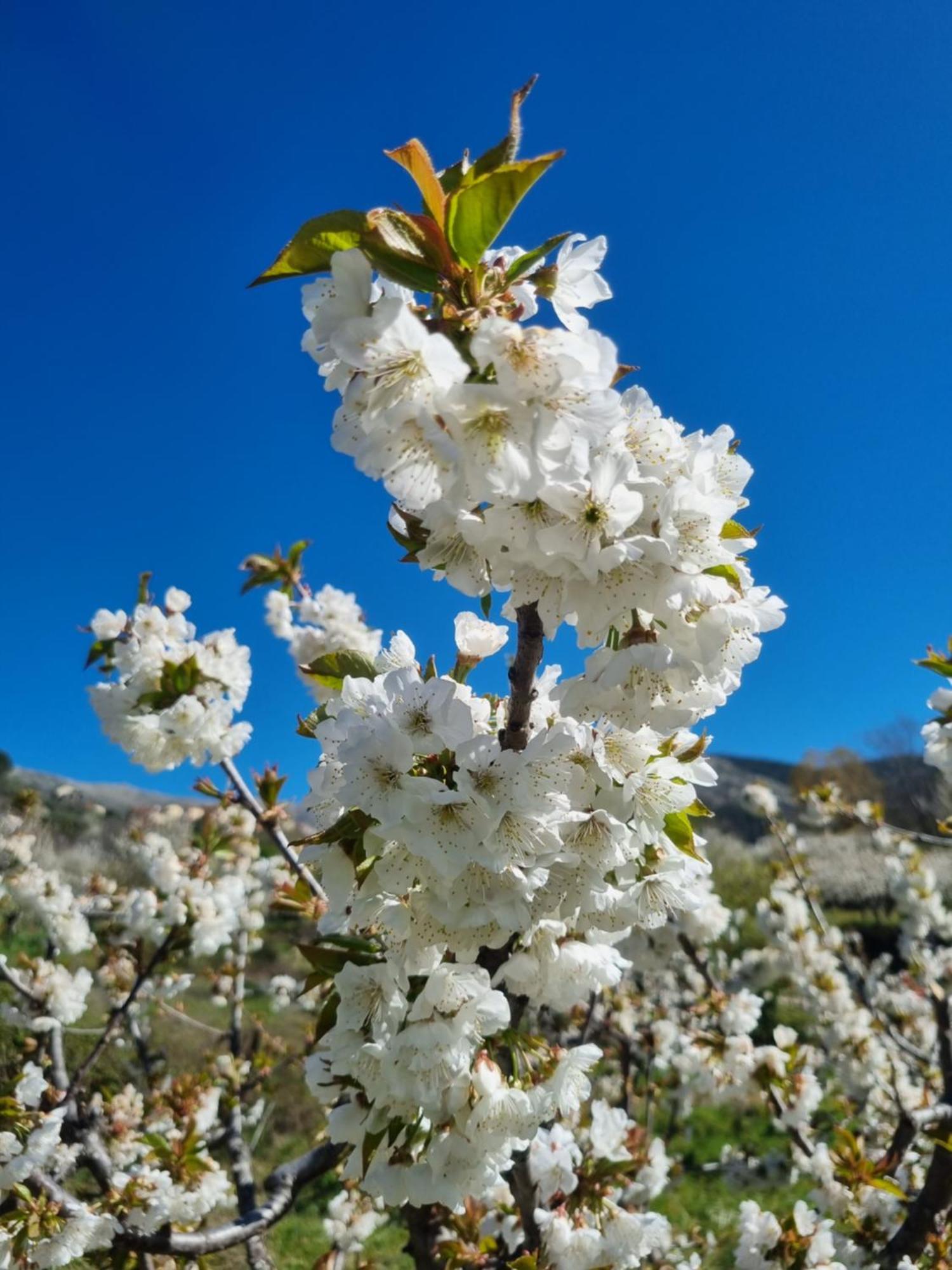 La Albarea By #Cherrygredos S’Arenal Exterior foto